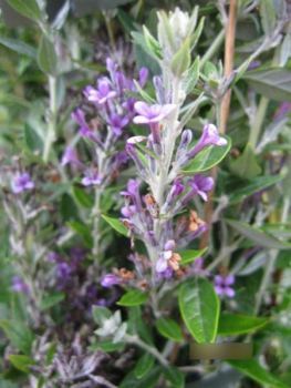 Buddleja alternifolia Unique1